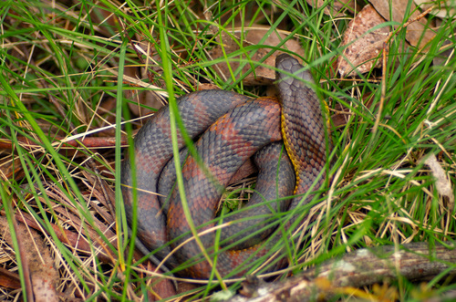Tiger Snake sighting