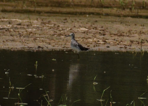 Wood Sandpiper