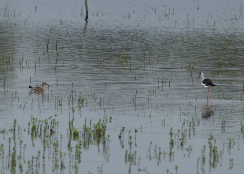Black-winged Stilt