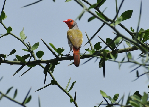 Green-winged Pytilia