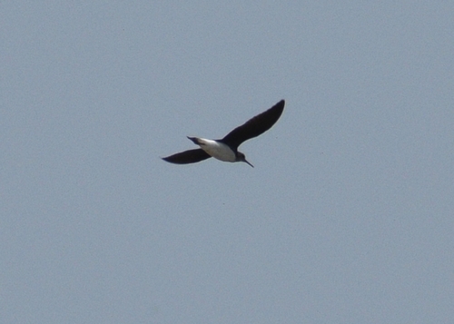 Green Sandpiper
