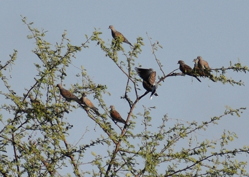 European Turtle-Dove