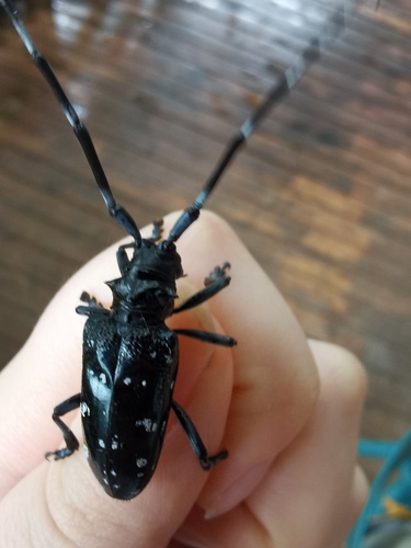 Citrus Longhorn Beetle
