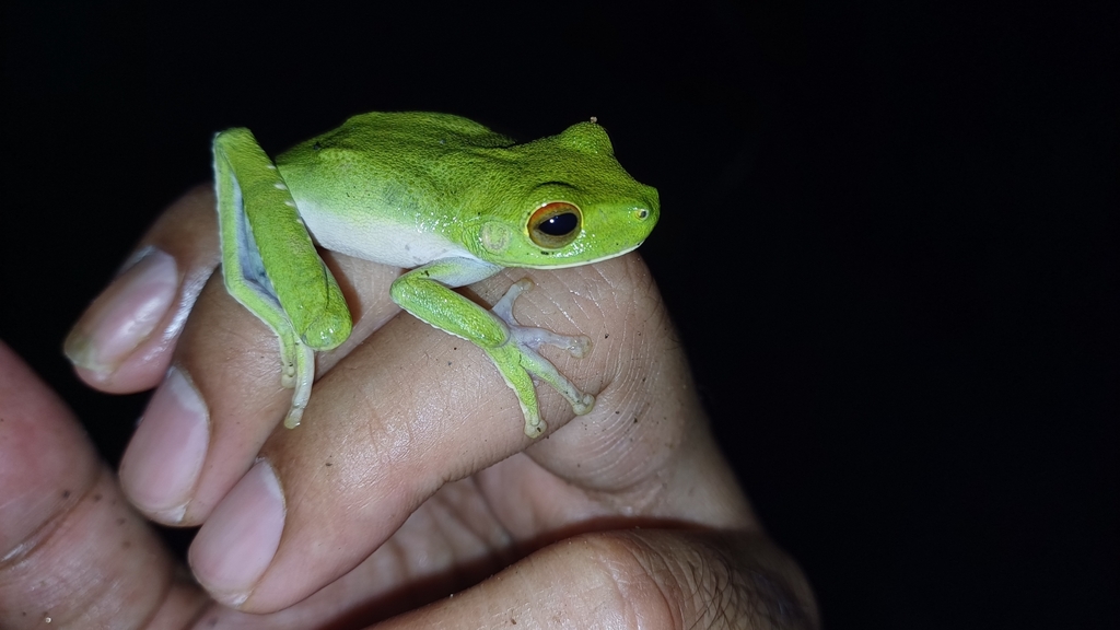 Sabang Tree Frog