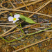 Creeping Water-Plantain - Photo (c) mjcorreia, all rights reserved, uploaded by mjcorreia