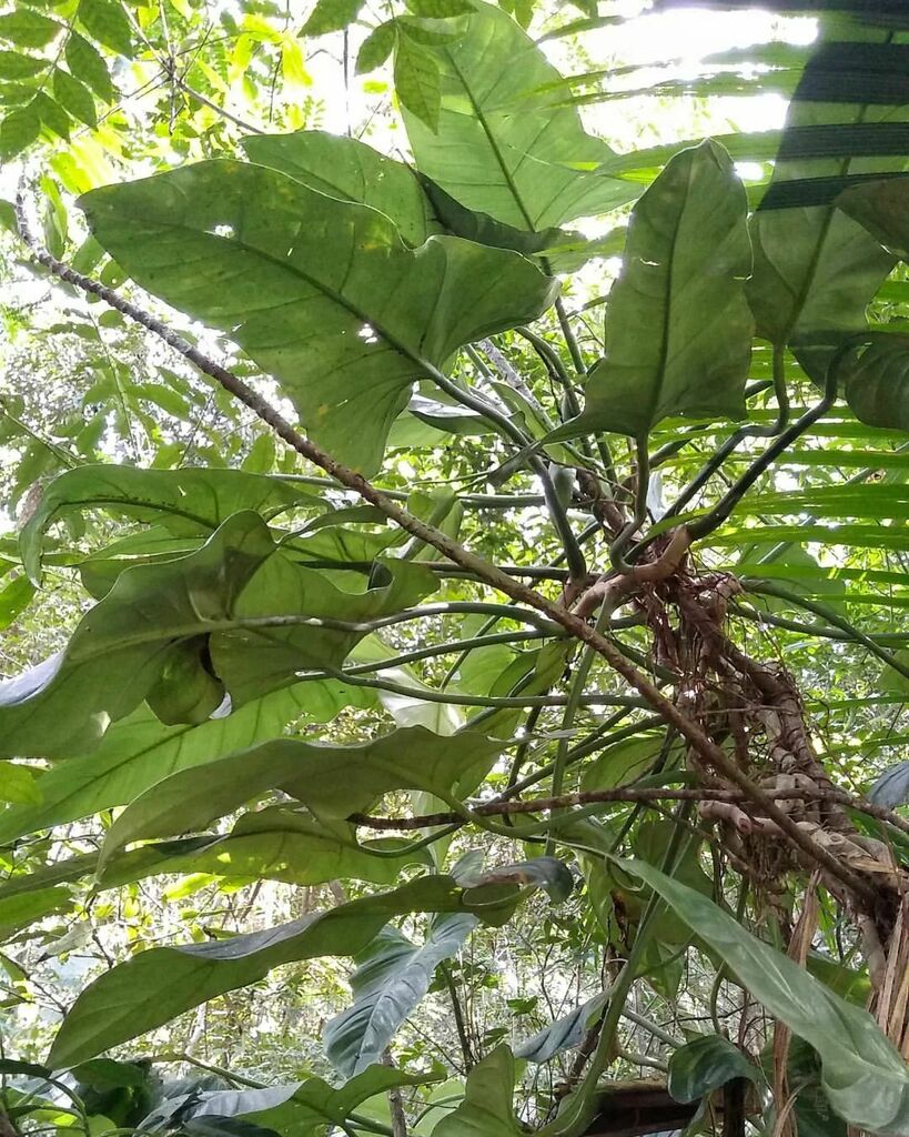 Philodendron hastatum  iNaturalist