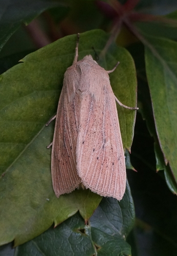 Large Wainscot Moth