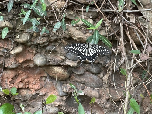 Chinese Yellow Swallowtail