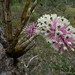 Dendrobium smillieae - Photo (c) Chien Lee, todos los derechos reservados, subido por Chien Lee