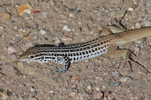 Rusty-rumped Whiptail