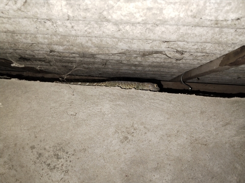 Tokay Gecko