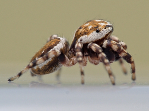 Peppered Jumping Spider