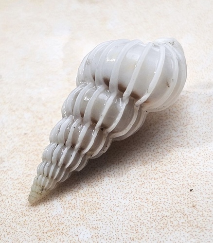 taxonomy_inaturalist image for Epitoniidae