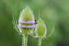 Wild Teasel - Photo (c) BJ Stacey, all rights reserved