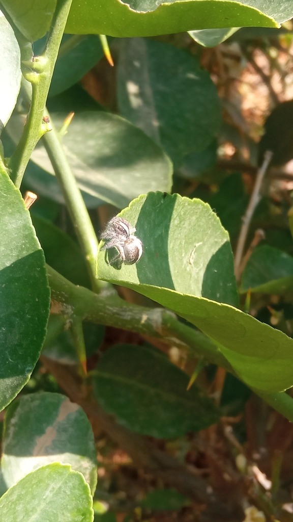 Megafreya sutrix from Pacata, Cochabamba, Bolivia on October 5, 2024 at ...