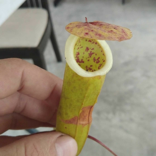 Nepenthes andamana