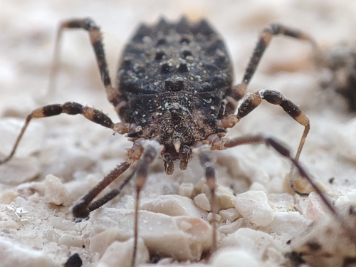 Homalenotus coriaceus