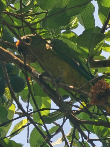 Peach-fronted Parakeet