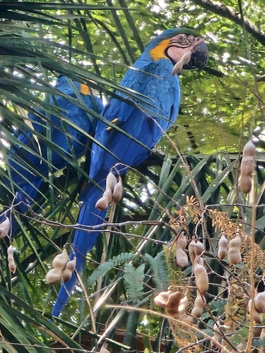 Blue-and-yellow Macaw