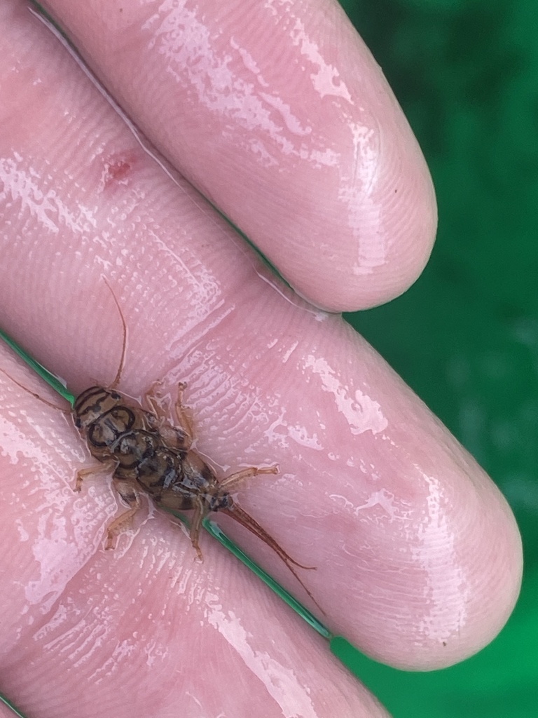 Winged and Once-winged Insects from Clay County, US-MN, US on October 5 ...