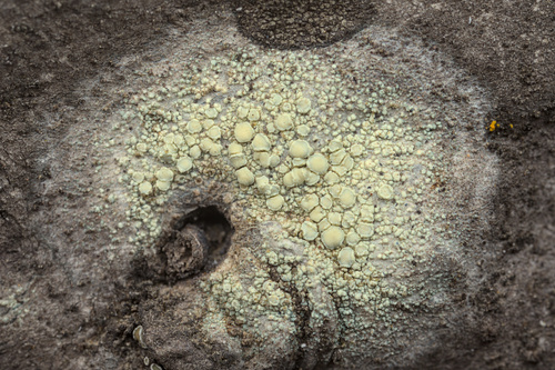 iNaturalist observation photo of Rim Lichens