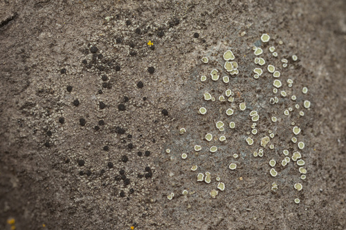 iNaturalist observation photo of Common Lichens