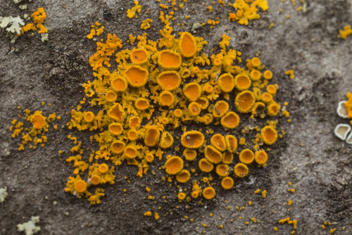 iNaturalist observation photo of Xanthorioideae