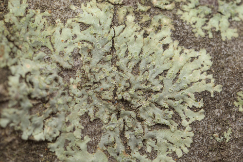 iNaturalist observation photo of rosette lichens, frost lichens, and allies