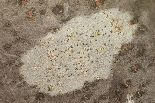 iNaturalist observation photo of Common Lichens