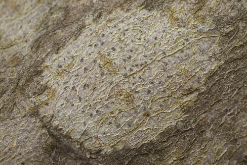 iNaturalist observation photo of Common Lichens