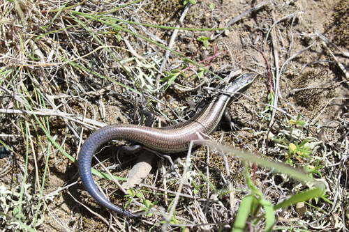 Shortnose Skink