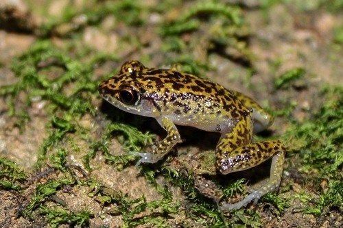 Ricord's Robber Frog