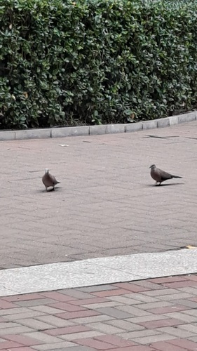 Spotted Dove