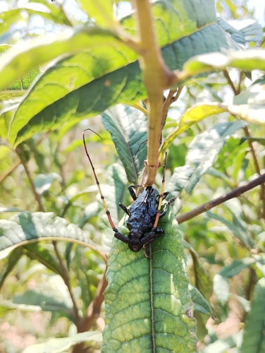 Trachyderes melas