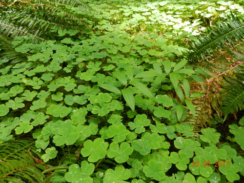 Redwood Sorrel foliage