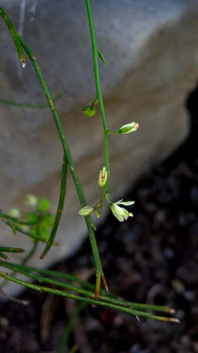 smallflower milkwort (Polygala nudata)