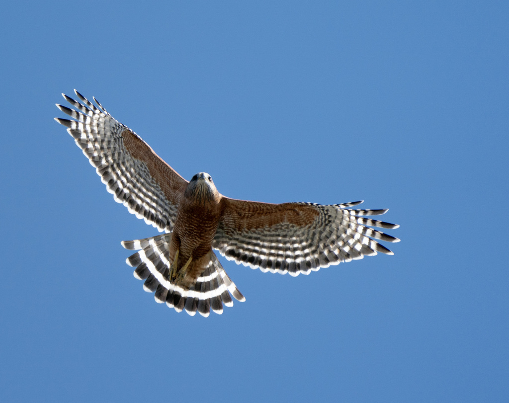 Red-shouldered Hawk from Oakland, CA, USA on October 5, 2024 at 10:18 ...