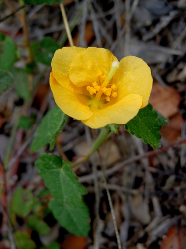 krapovickasia (Krapovickasia physaloides)