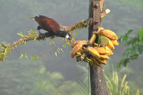 Montezuma Oropendola