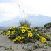 Aceitilla de Los Andes - Photo (c) Garry Fletcher, todos los derechos reservados, subido por Garry Fletcher