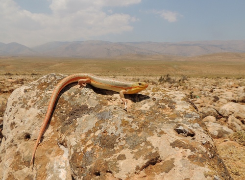 Schneider's Skink