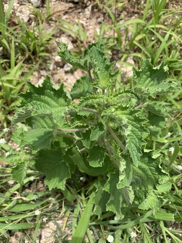 Wide Spikenard