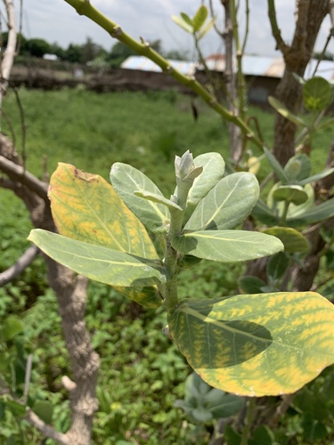 giant milkweed