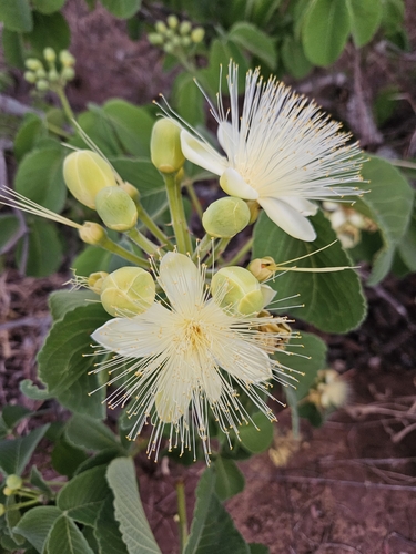 Caryocar brasiliense