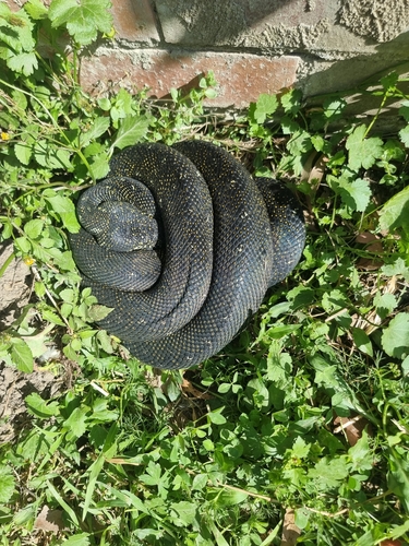 Diamond Python sighting