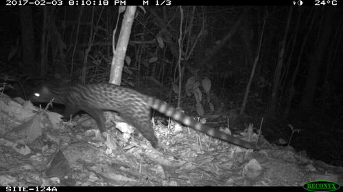 Servaline Genet