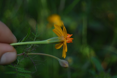 Red-crescent marigold