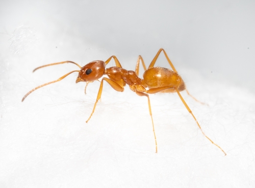 Forelius brasiliensisForelius brasiliensis