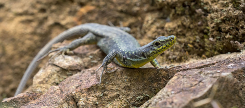 Spiny-tailed Lizard