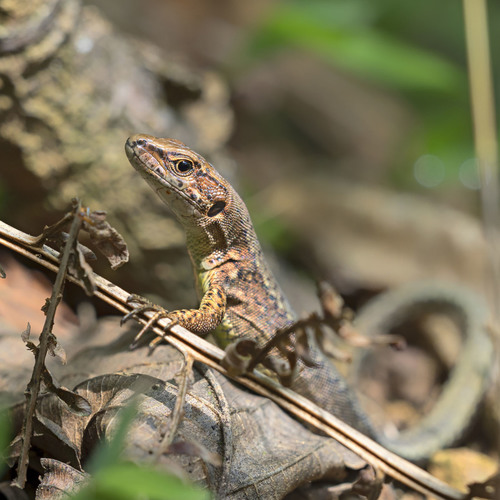 Derjugin's Lizard